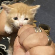 １ヶ月オスのかわいこちゃん