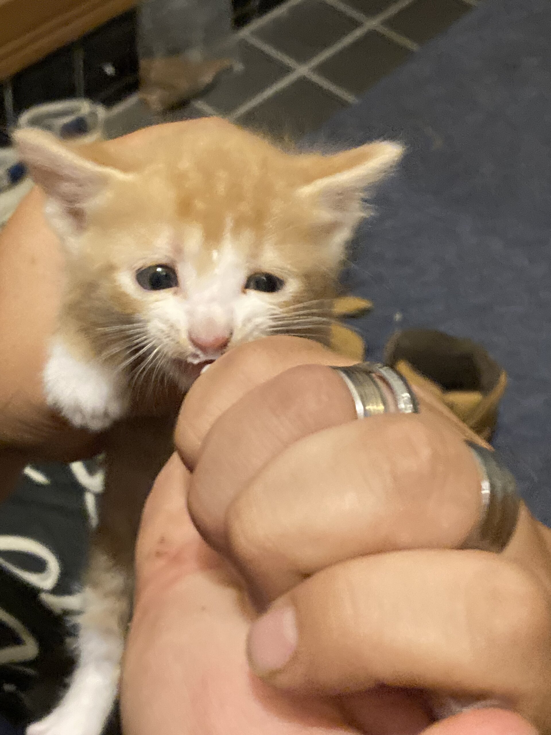 １ヶ月オスのかわいこちゃん