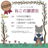 ねこの譲渡会