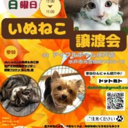 譲渡会 at アイフルホーム水戸店