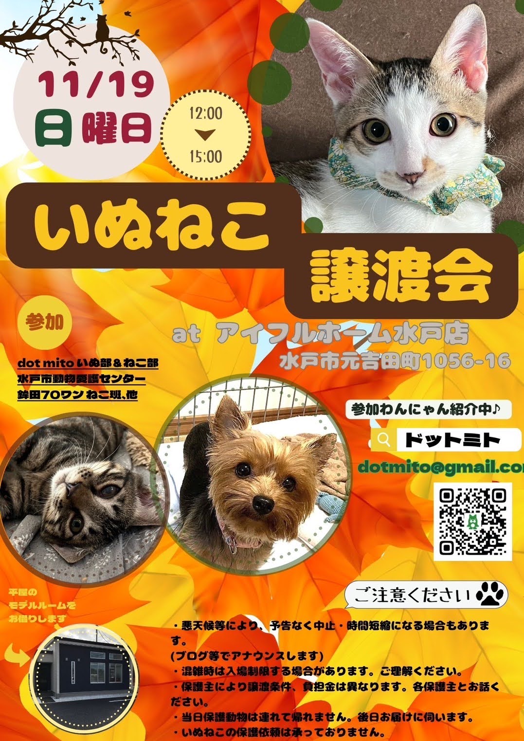 譲渡会 at アイフルホーム水戸店