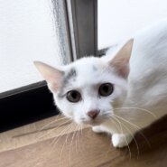 パステルミケ♡大人しめな性格の華ちゃん