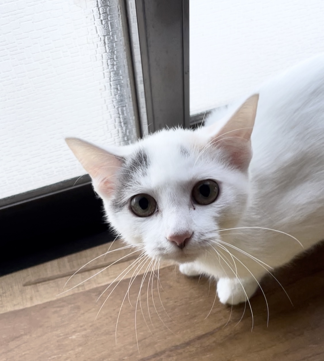 パステルミケ♡大人しめな性格の華ちゃん