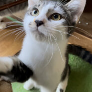 男前だけど実は優しい甘えん坊の海老蔵くん♡