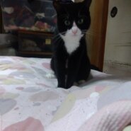 おっとりハチワレくん　里親様の決定しました。