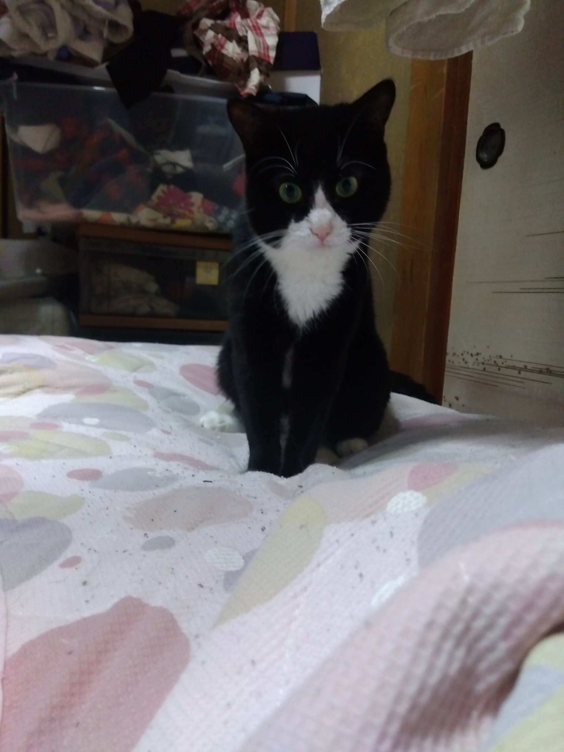 おっとりハチワレくん　里親様の決定しました。