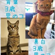 甘えんぼ兄弟の預かりさん募集