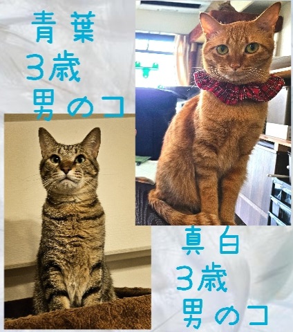 甘えんぼ兄弟の預かりさん募集