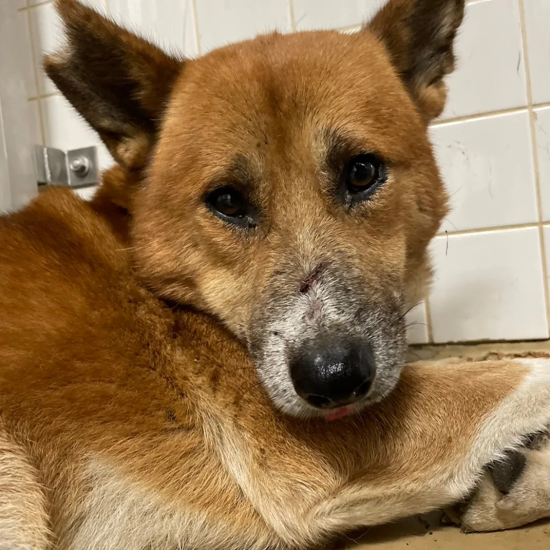 悲しい目をした男の子です。家族に迎えてください