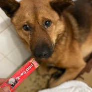 優しい子です。家族に迎えてください