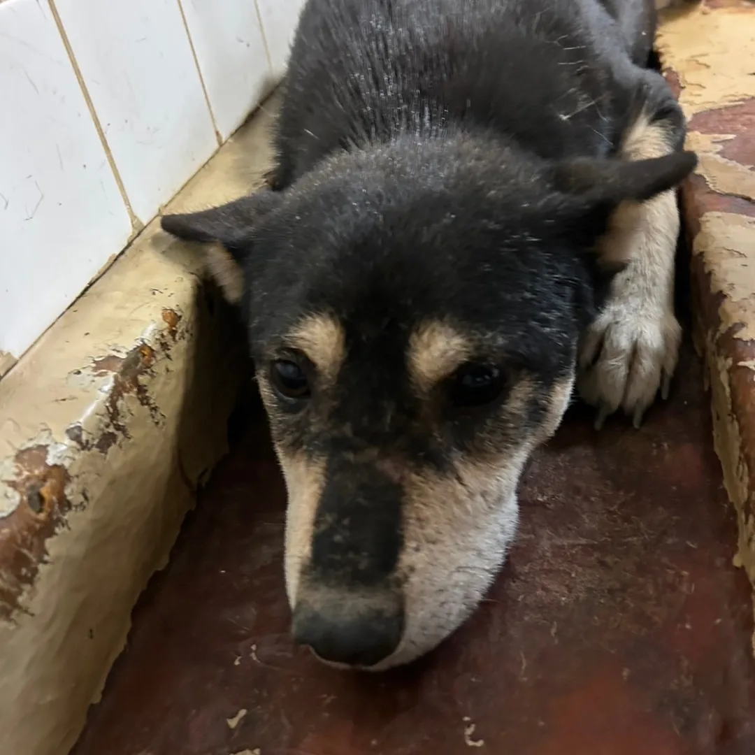 怖くて固まってます優しい子です