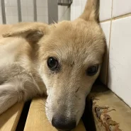 まだ若い感じの男の子です　助けてください