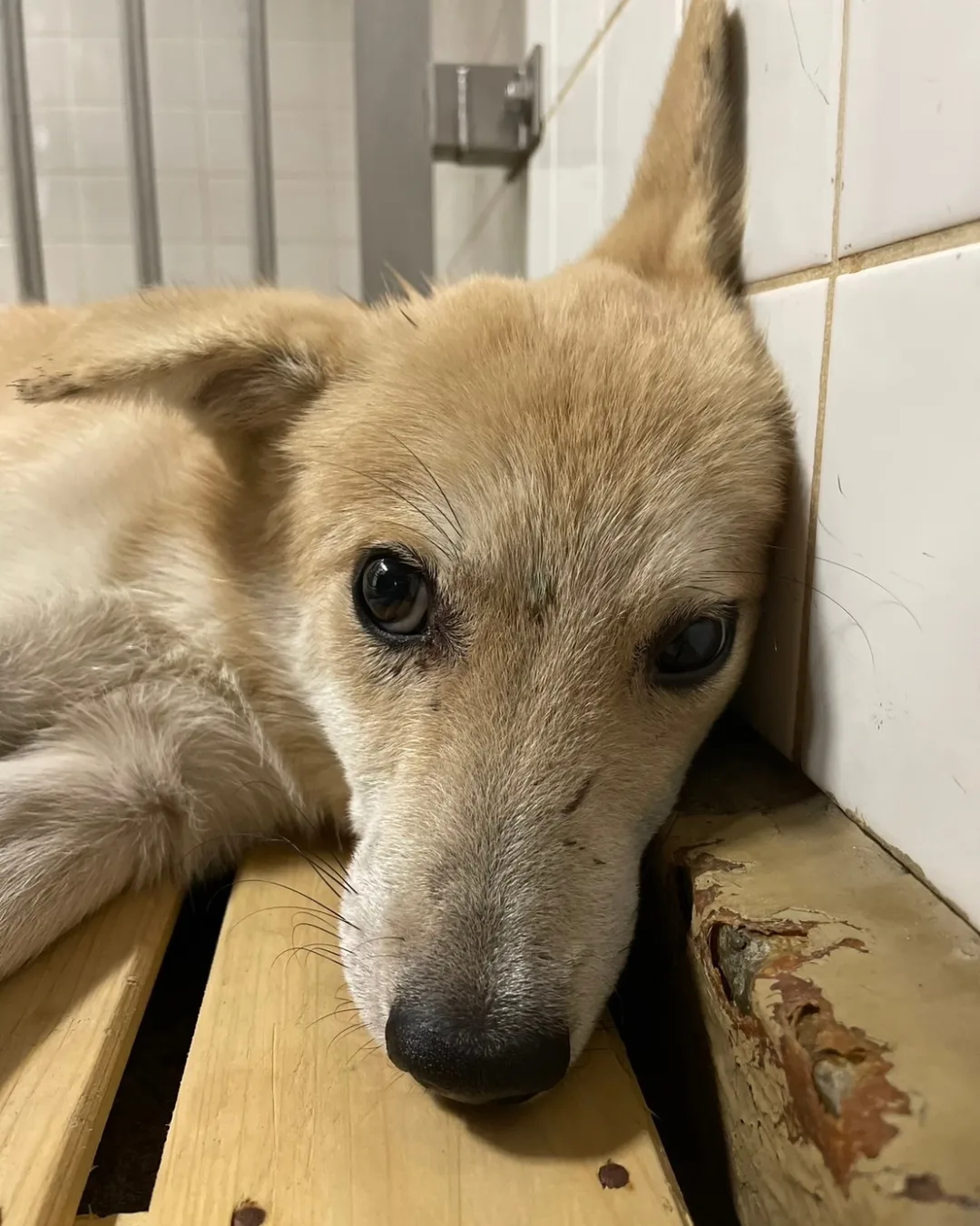 まだ若い感じの男の子です　助けてください