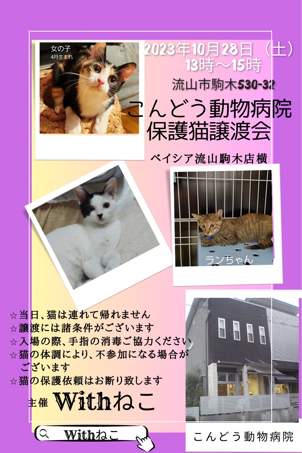 【流山市】10/28（土）こんどう動物病院保護猫譲渡会