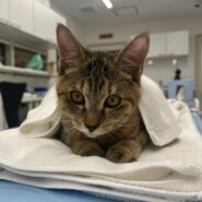 生後5ヶ月の子猫（女の子）