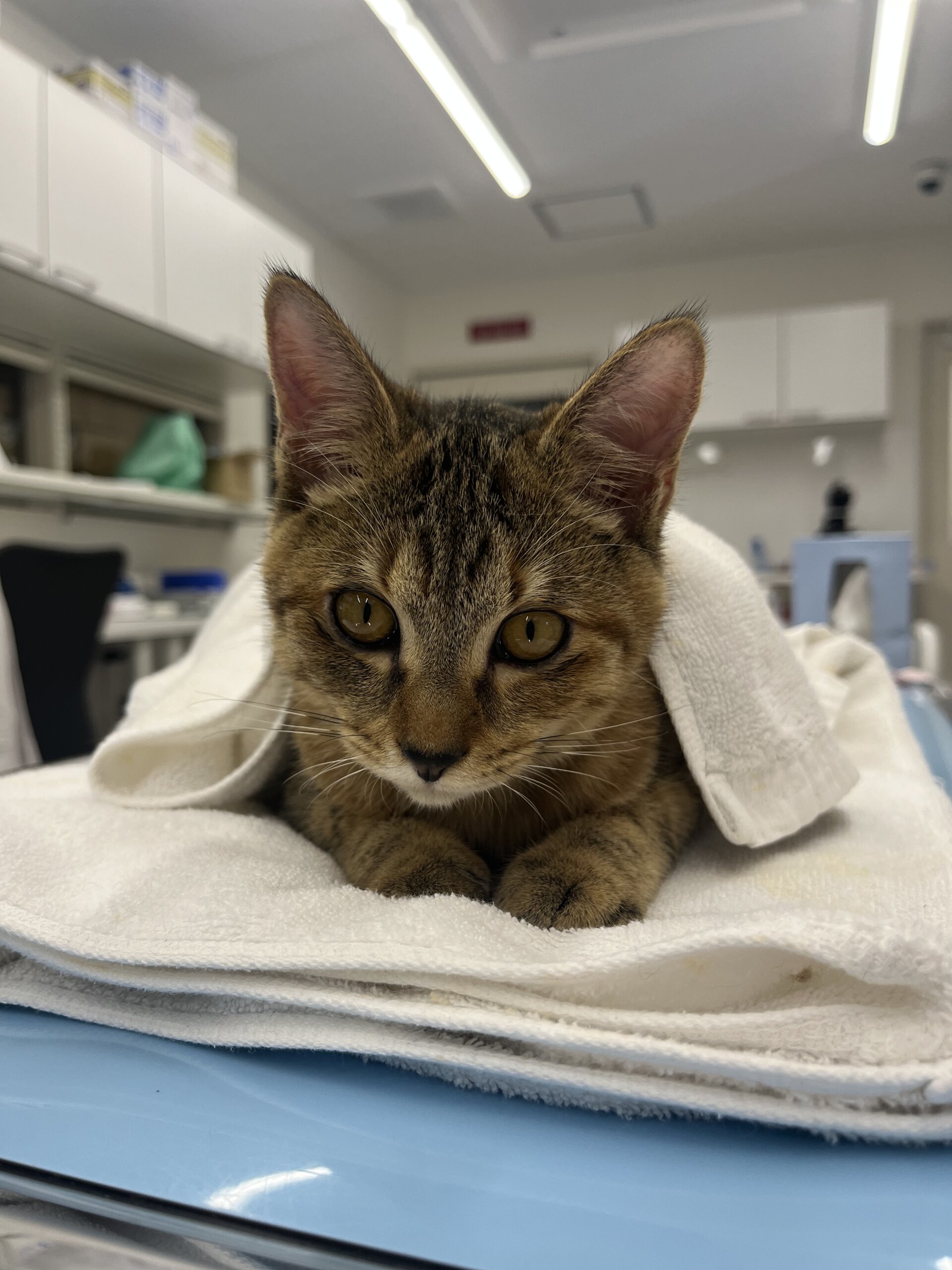 生後5ヶ月の子猫（女の子）