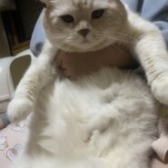 スコティッシュ立ち耳の女の子