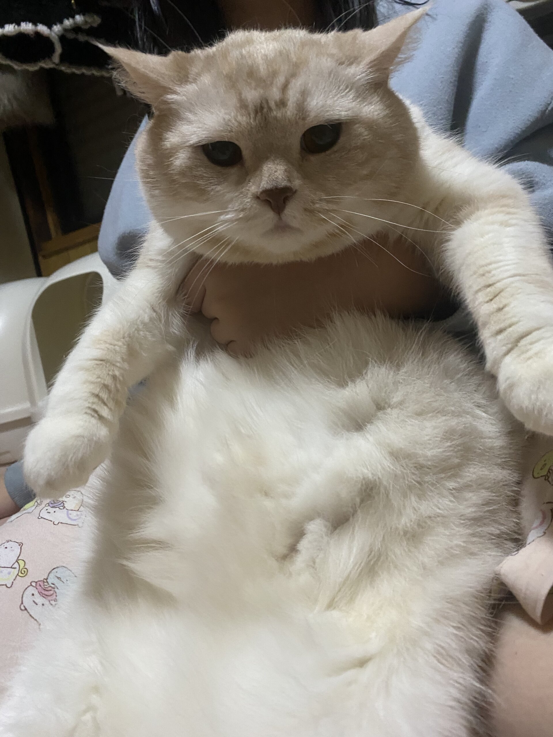 スコティッシュ立ち耳の女の子