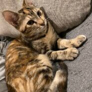 人懐っこい茶キジのメスの子猫