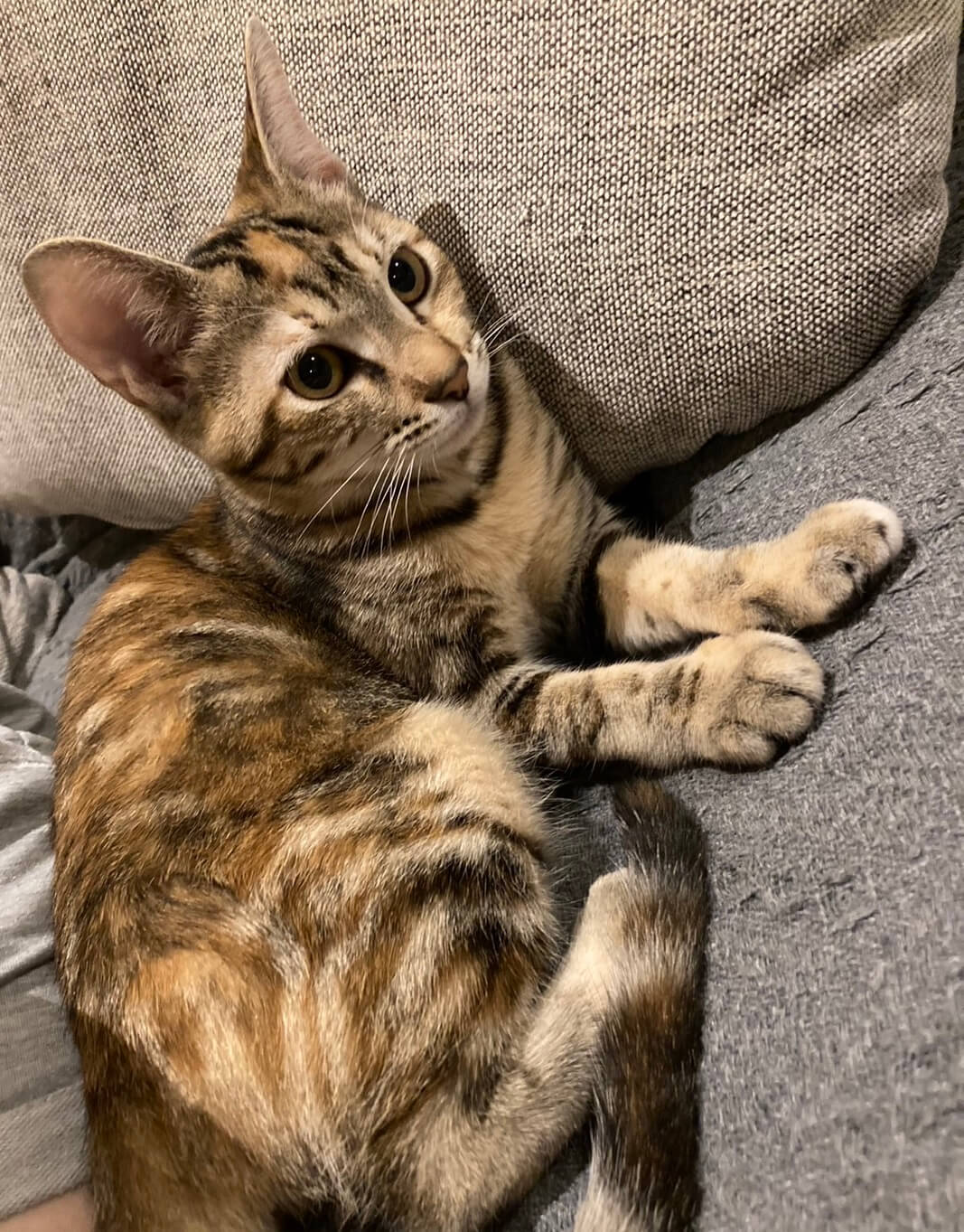 人懐っこい茶キジのメスの子猫