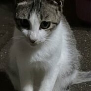 猫ちゃんの里親になってくれる方を探してます。メス