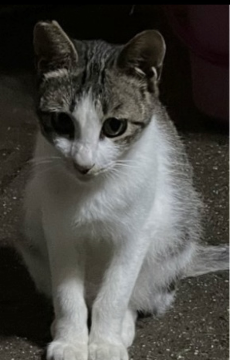 猫ちゃんの里親になってくれる方を探してます。メス