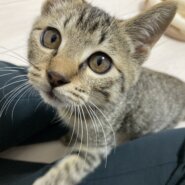 生後4ヶ月(推定)の子猫(男の子)