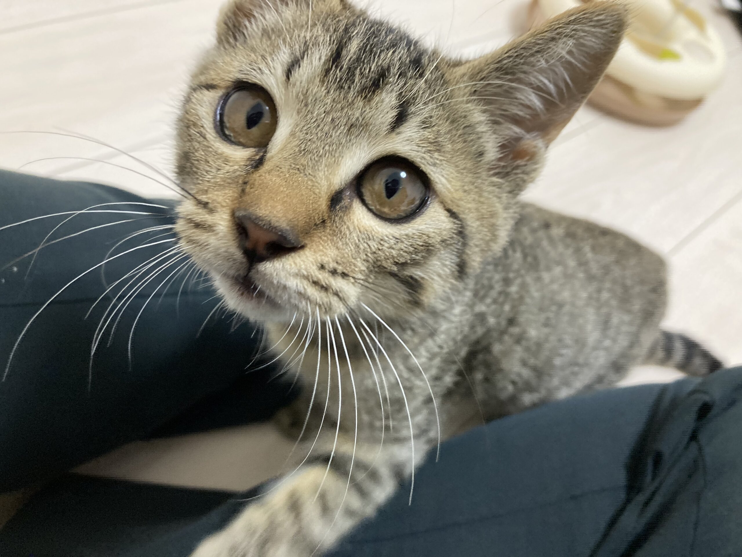 生後4ヶ月(推定)の子猫(男の子)