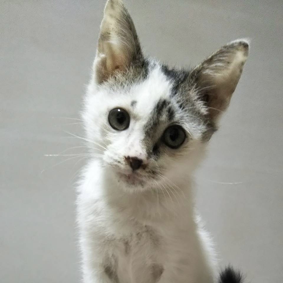 よく慣れた2ヶ月の「万太郎くん」【代理投稿】