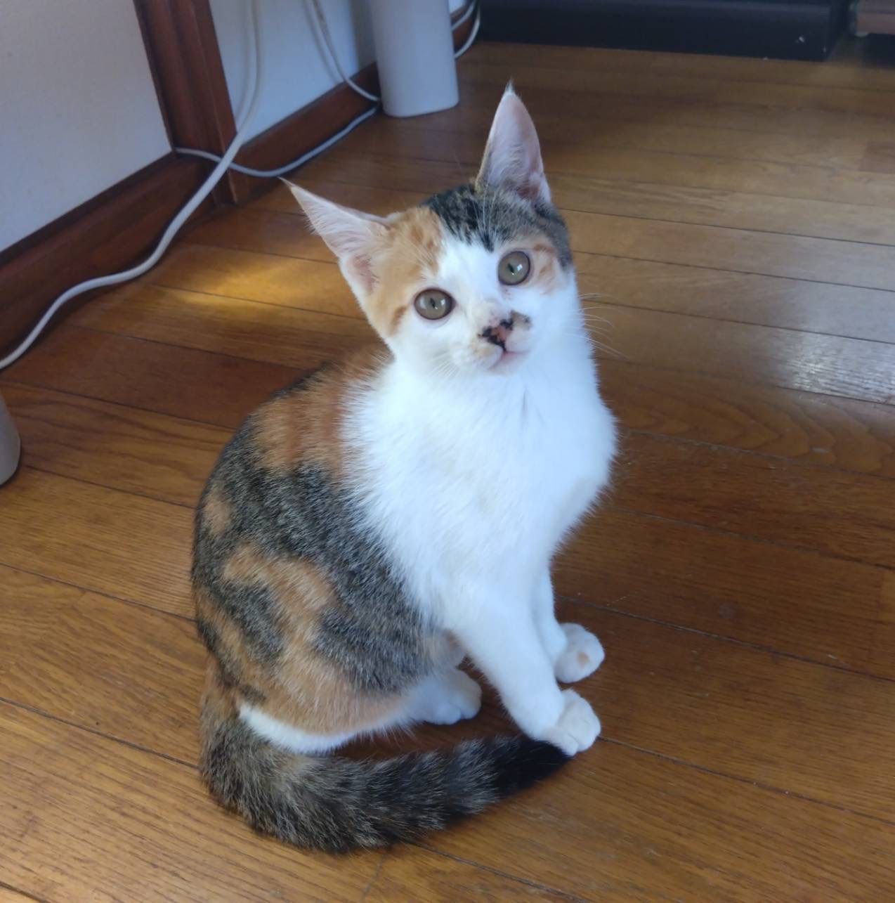 3ヶ月のかわいい「あおいちゃん」