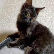 甘えん坊な好奇心の塊のよもぎちゃん(生後3~4か月)