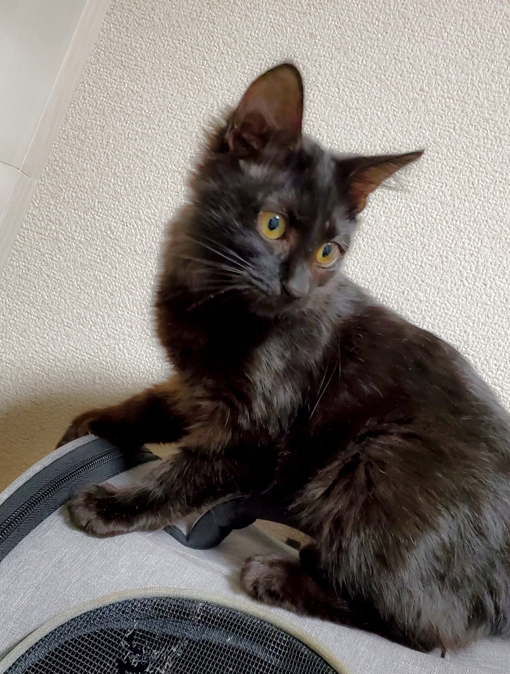 甘えん坊な好奇心の塊のよもぎちゃん(生後3~4か月)