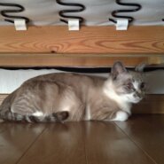 母猫+生後1ヶ月前後の子猫2匹