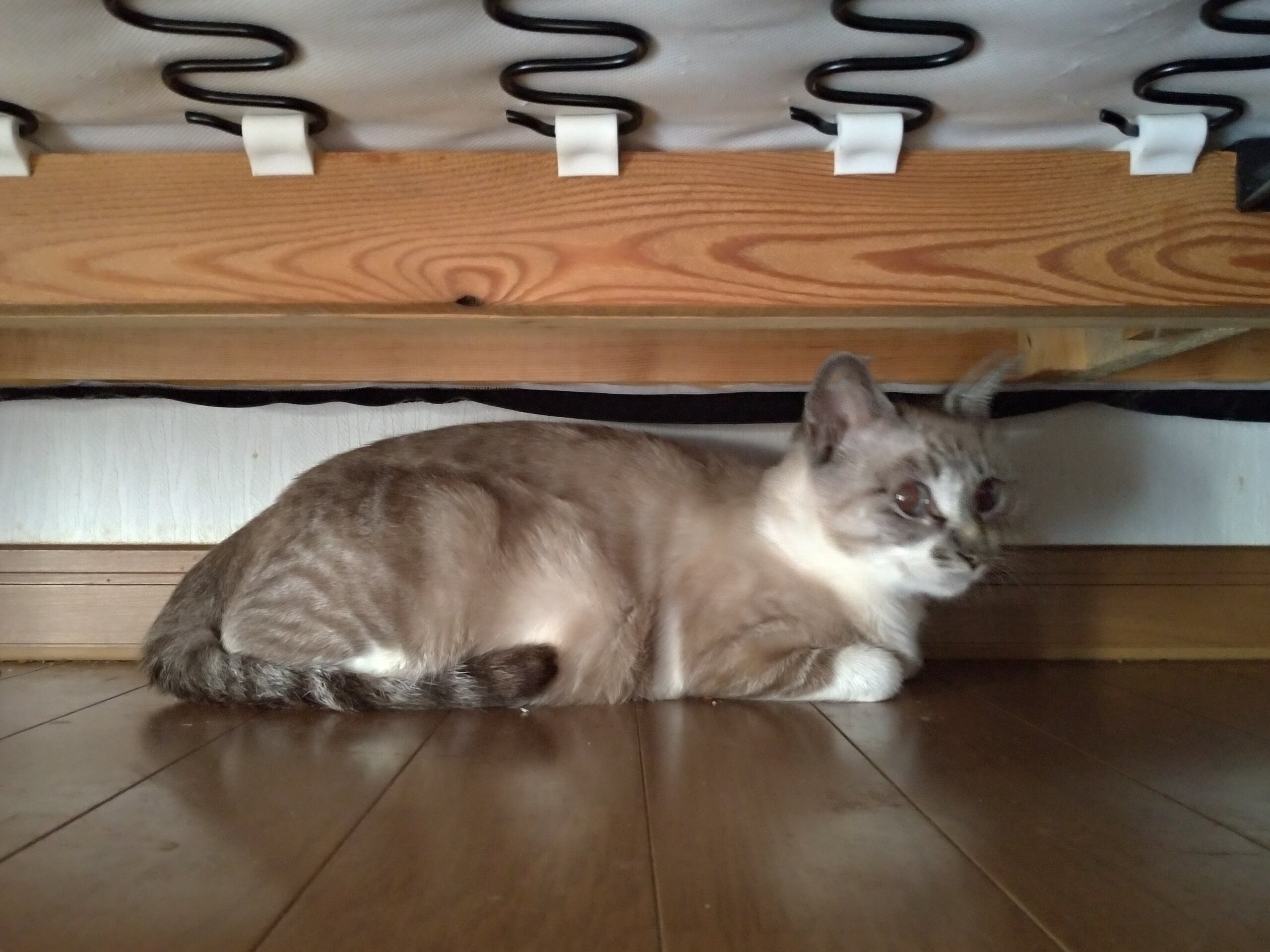 母猫+生後1ヶ月前後の子猫2匹