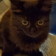 生後2ヶ月前後の子猫(女の子)