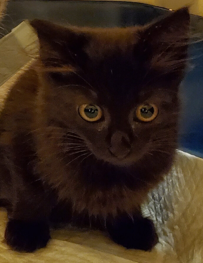 生後2ヶ月前後の子猫(女の子)