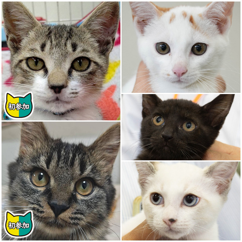 子猫中猫20匹～25匹の譲渡会・みよし市