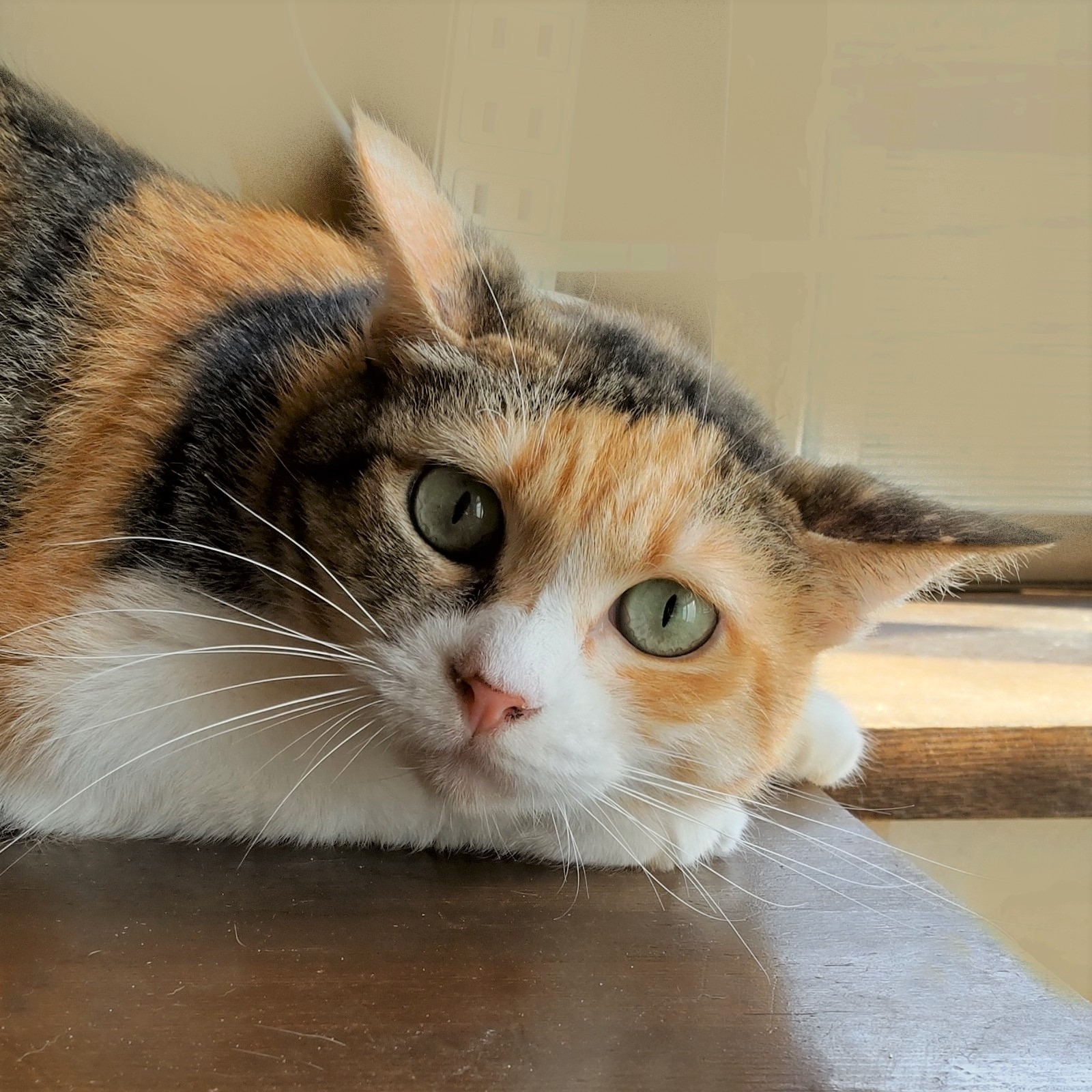 引きこもりだけど猫にはやさしいお姉さん