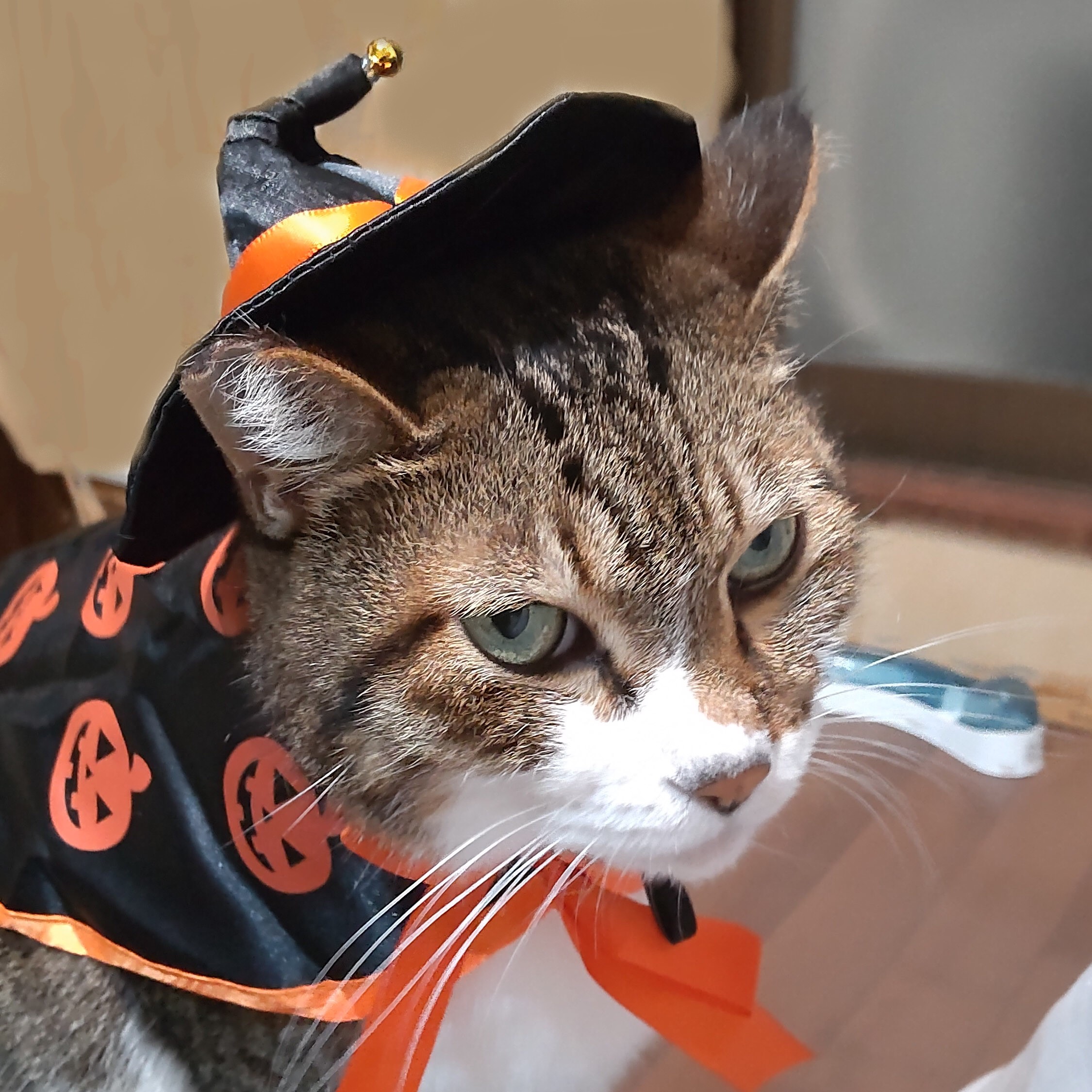 静かに寄り添ってくれる優しいシニア猫