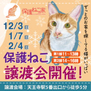 保護ねこの家譲渡会 in 天王寺
