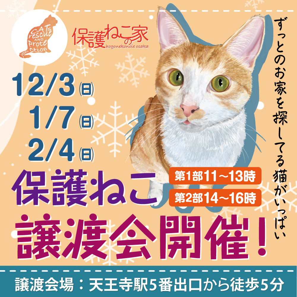 保護ねこの家譲渡会 in 天王寺