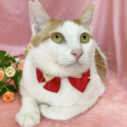 茶白のハチワレ！おっとり優しい『ポッケ』２歳