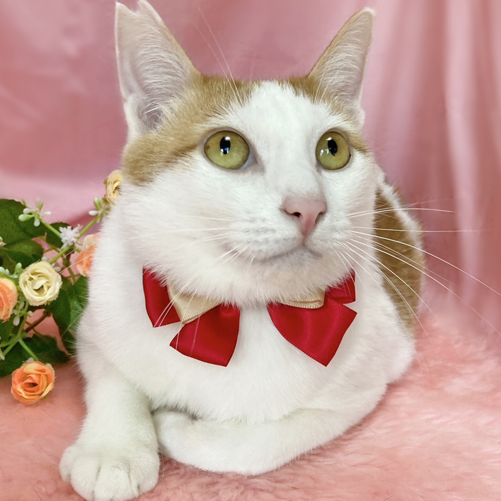 茶白のハチワレ！おっとり優しい『ポッケ』２歳