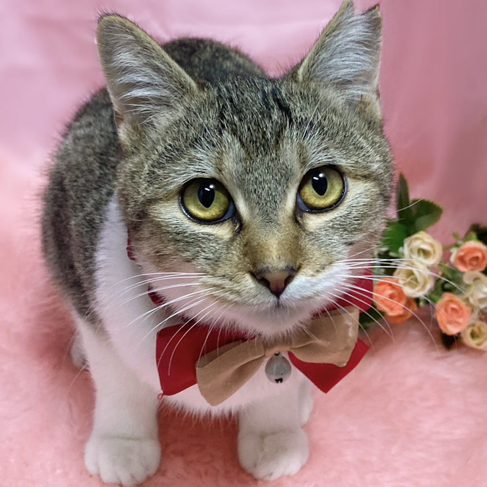 人間大好き♪超甘えん坊の子猫『ちとせちゃん』