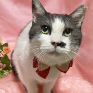 なでなで大好き♪水玉模様の『たまちゃん』