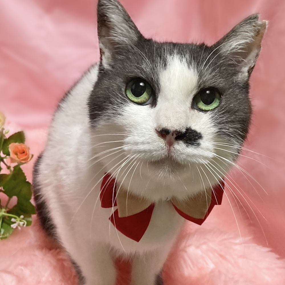 なでなで大好き♪水玉模様の『たまちゃん』