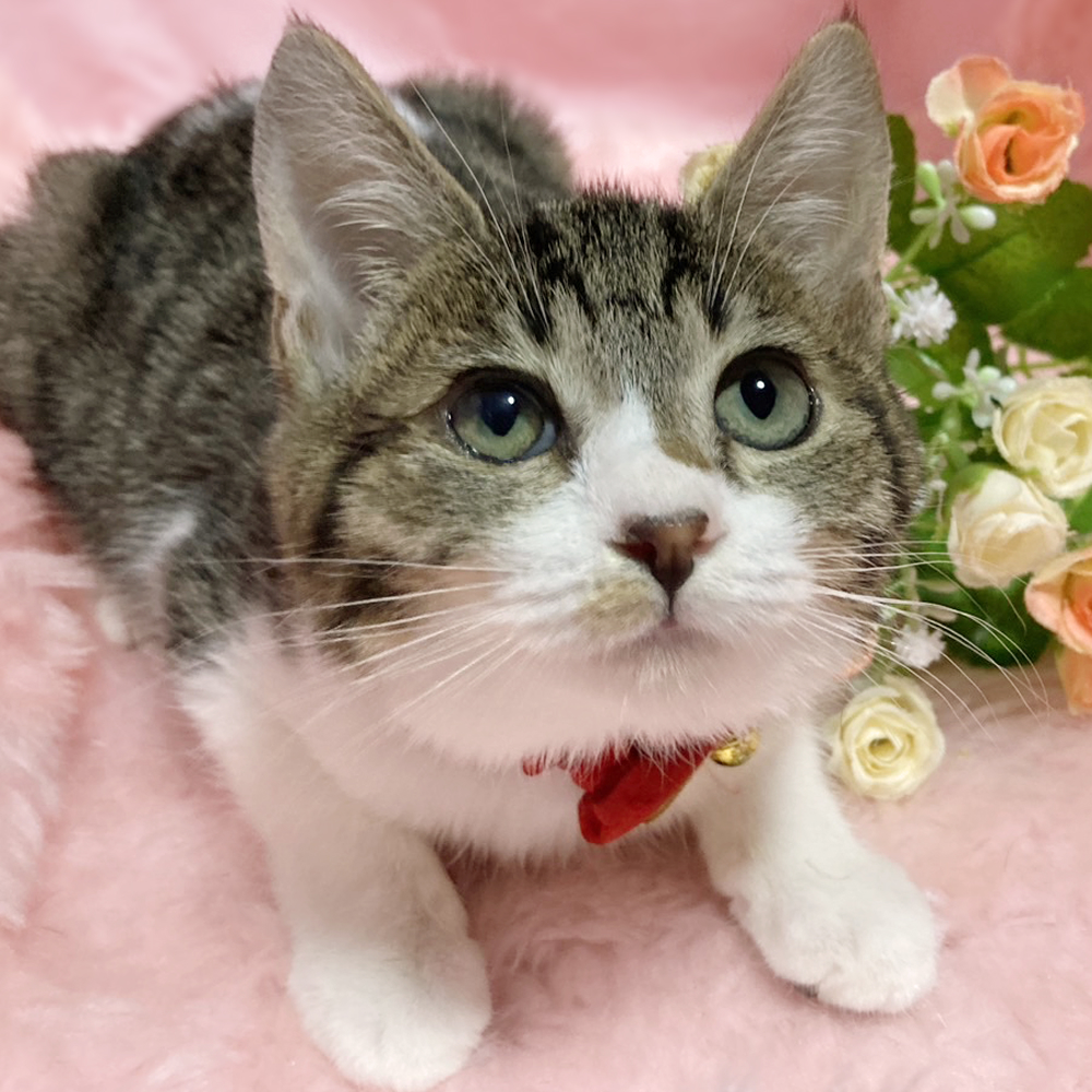 キジ白ツインズ！抱っこ大好き『リンちゃん』３ヶ月