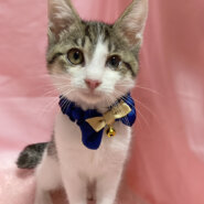 キジ白ツインズ！人懐っこい『レンくん』３ヶ月