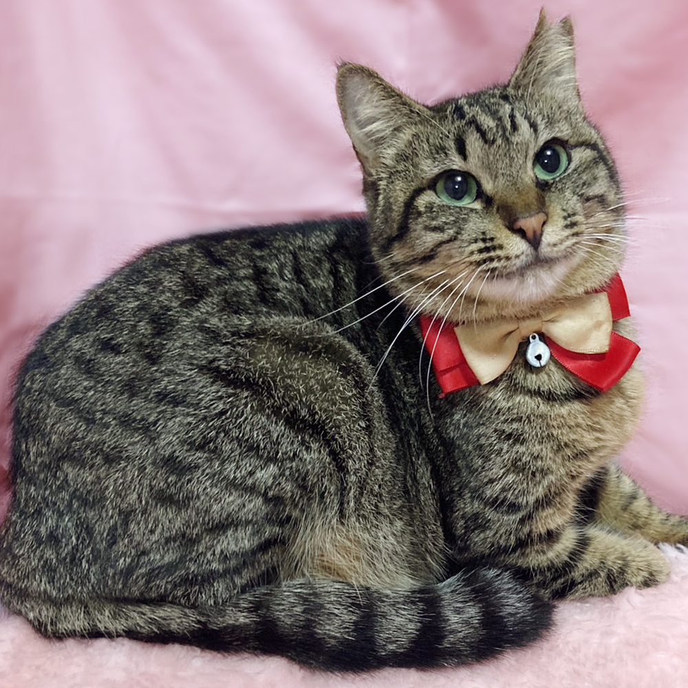 にっこり笑顔♪おっとり優しい『小梅ちゃん』