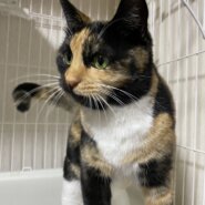 人馴れ抜群の可愛い三毛猫の希望ちゃん！